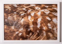 Load image into Gallery viewer, Barred Owl (Strix varia)