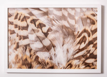 Load image into Gallery viewer, Peregrine Falcon (Falco peregrinus)