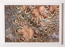 Load image into Gallery viewer, Wild Turkey (Meleagris gallopavo)