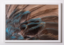 Load image into Gallery viewer, Indigo Bunting (Passerina cyanea)