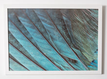 Load image into Gallery viewer, Purple Starling (Lamprotornis purpureus)