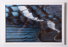 Load image into Gallery viewer, Blue Jay (Cyanocitta cristata)
