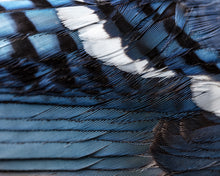 Load image into Gallery viewer, Blue Jay