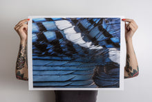Load image into Gallery viewer, Blue Jay