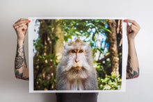 Load image into Gallery viewer, Ubud Monkey