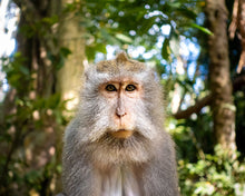 Load image into Gallery viewer, Ubud Monkey