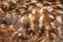 Load image into Gallery viewer, Barred Owl (Strix varia)