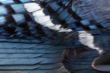 Load image into Gallery viewer, Blue Jay (Cyanocitta cristata)