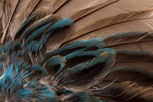 Load image into Gallery viewer, Indigo Bunting (Passerina cyanea)