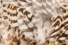 Load image into Gallery viewer, Peregrine Falcon (Falco peregrinus)
