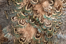 Load image into Gallery viewer, Wild Turkey (Meleagris gallopavo)