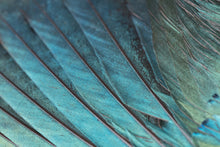 Load image into Gallery viewer, Purple Starling (Lamprotornis purpureus)