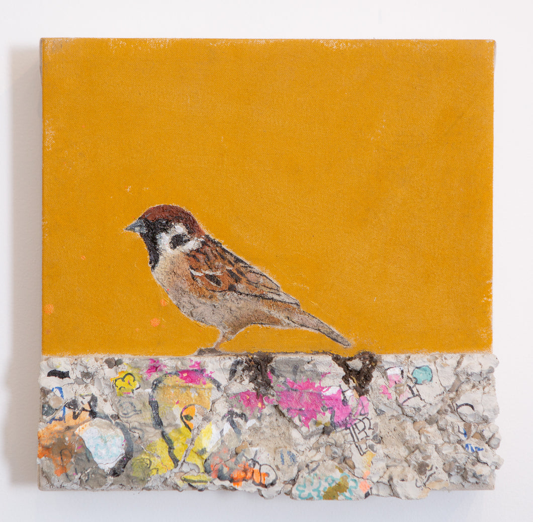 Concrete Sparrows (Yellow)