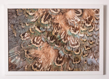 Load image into Gallery viewer, Wild Turkey (Meleagris gallopavo)
