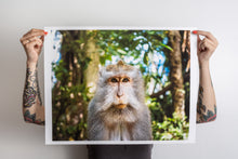 Load image into Gallery viewer, Ubud Monkey
