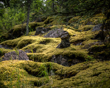 Load image into Gallery viewer, Moss-scapes

